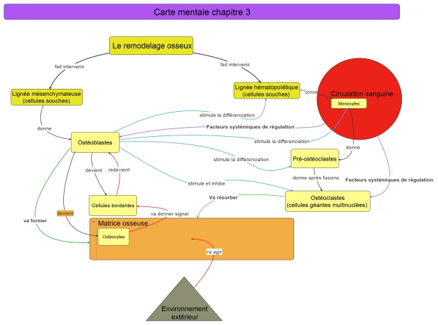 LE REMODELAGE OSSEUX Introduction