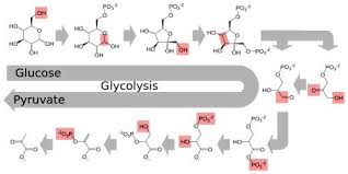 glycolyse 