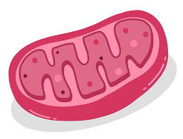 mitochondrie