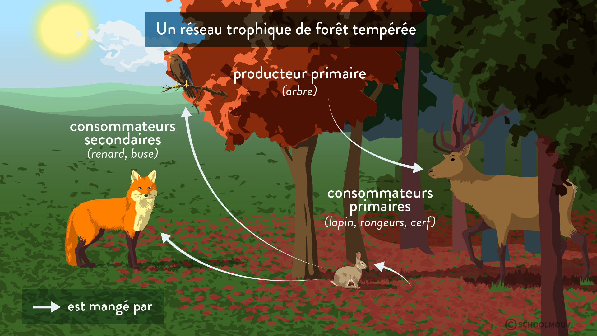 Ecosystèmes