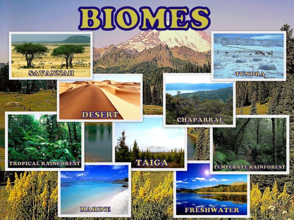 BIOMES TERRESTRES 