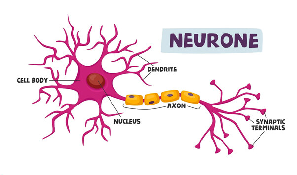 Neurone
