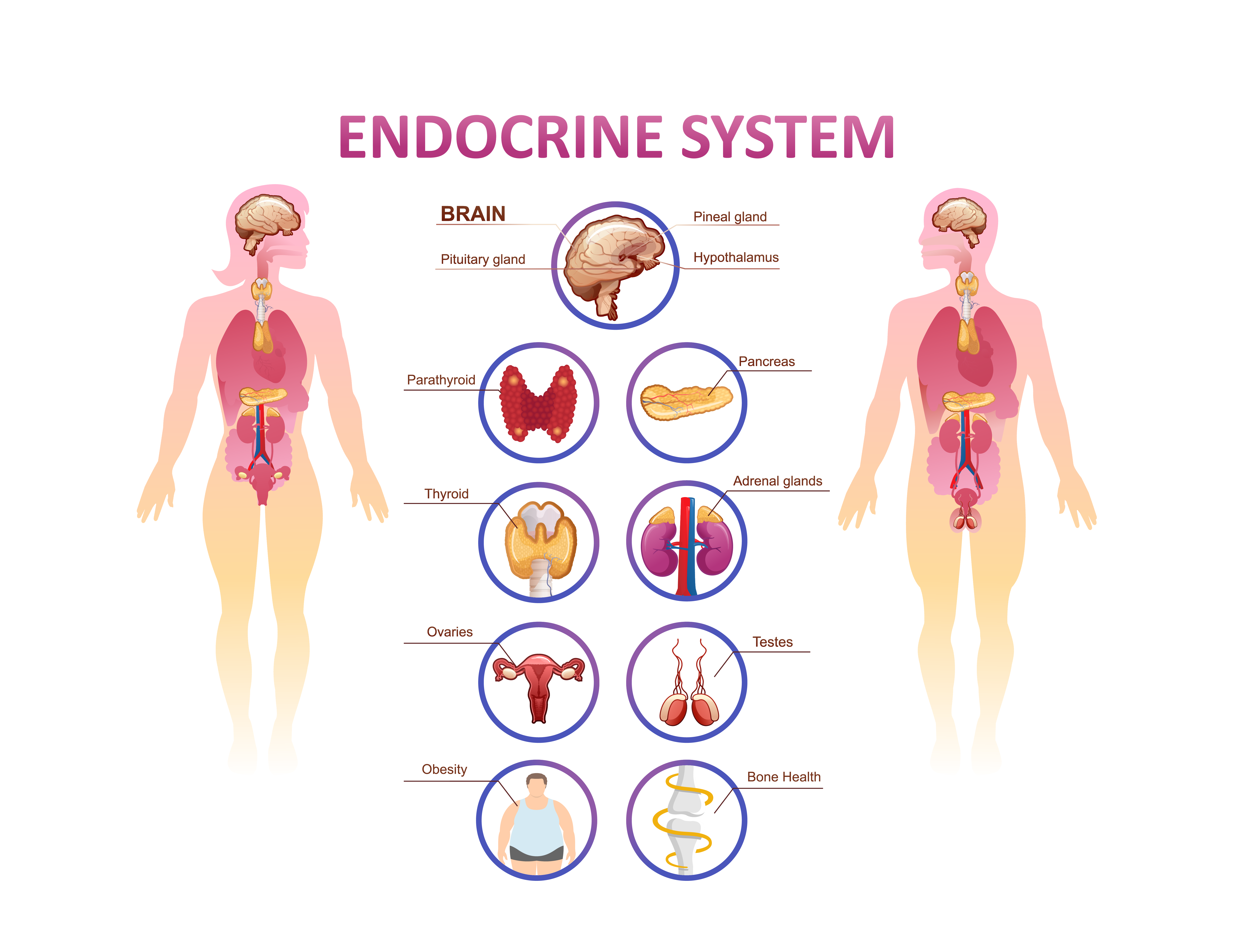 endocrinologie