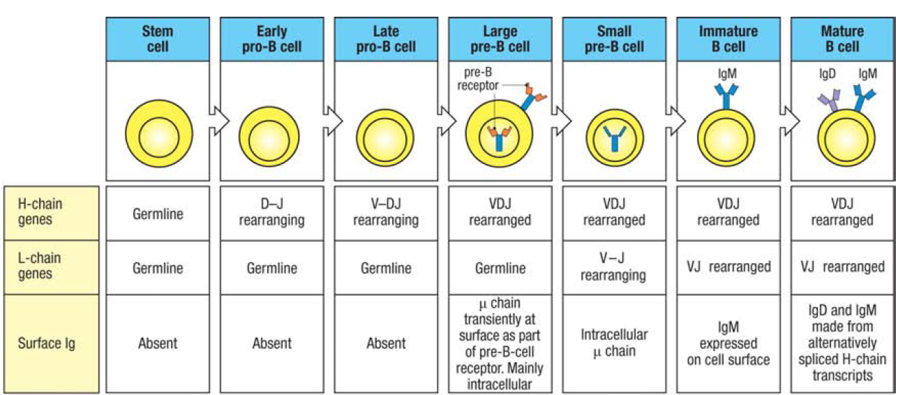 Le développement de LB passe par plusieurs stades marqués par le réarrangement et l'expression des gènes des immunoglobulines