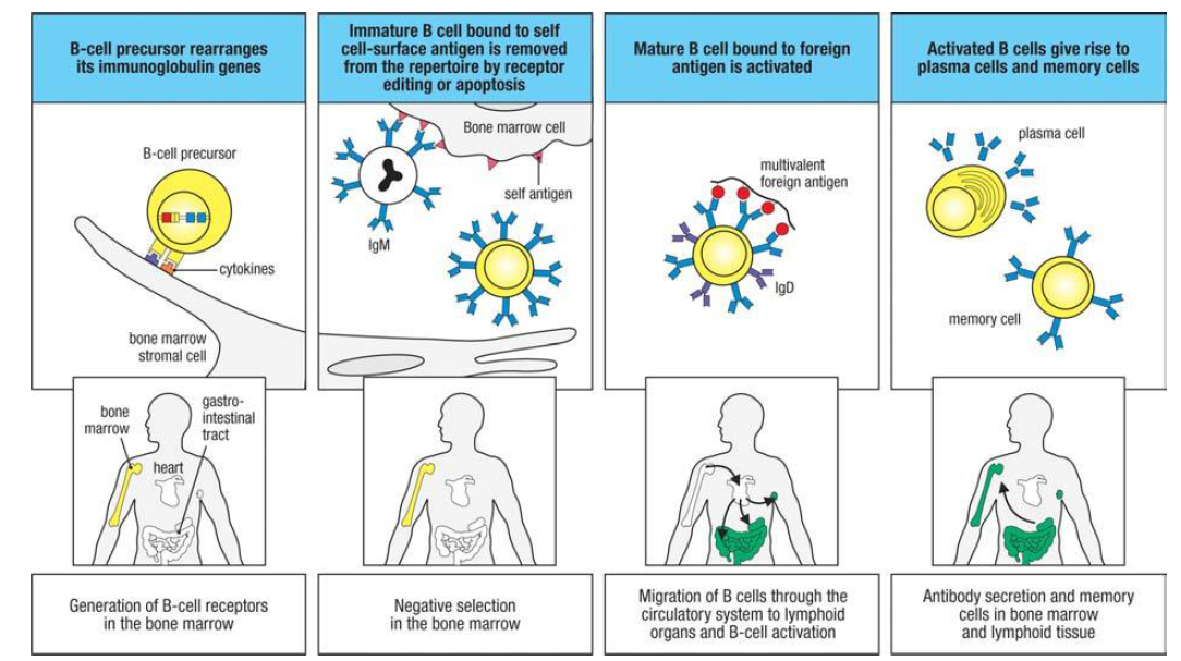 Les lB se développent dans la MO et migrent vers les OL périphériques, où ils peuvent être activés par des antigènes