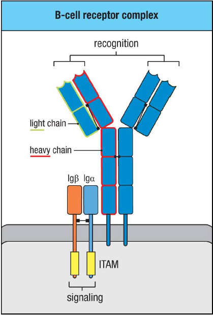 complexe du récepteur des cellules B (BCR)