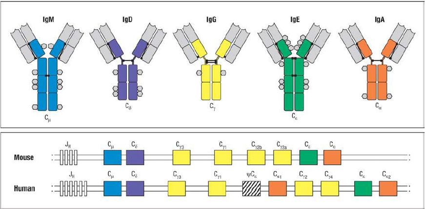 Ig Isotypes