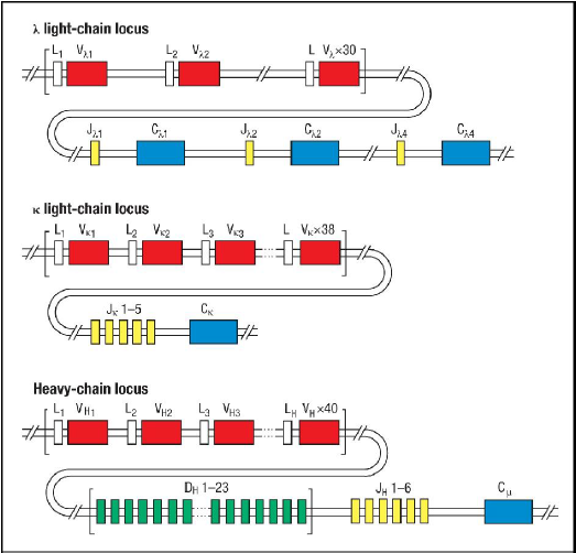 IgG gene organisation